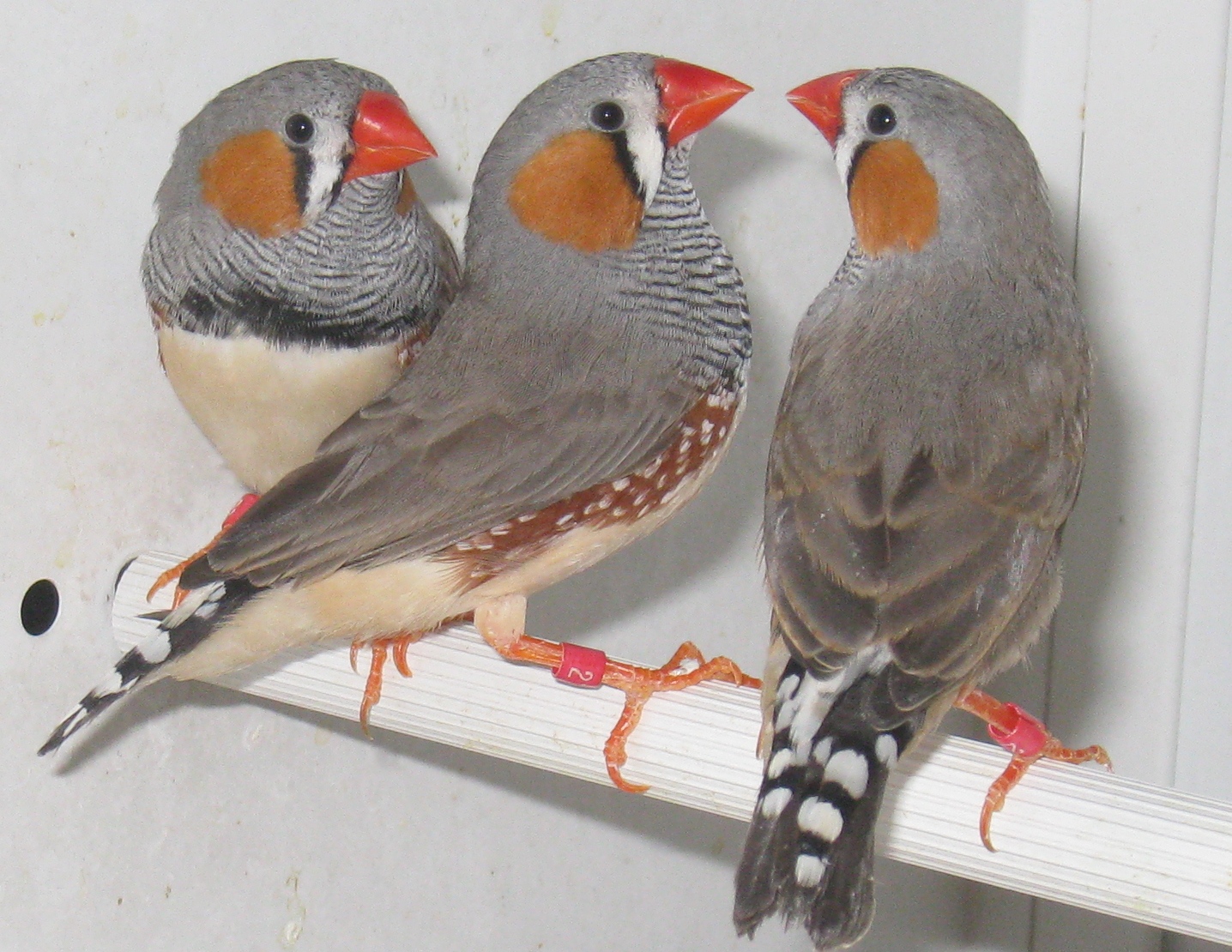 3birds